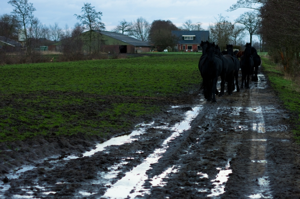 wandelende paarden in lijn in het noorden van nederland, friesland door Jeffrey Wakanno zwarte frieze paarden friese fryske hynders
